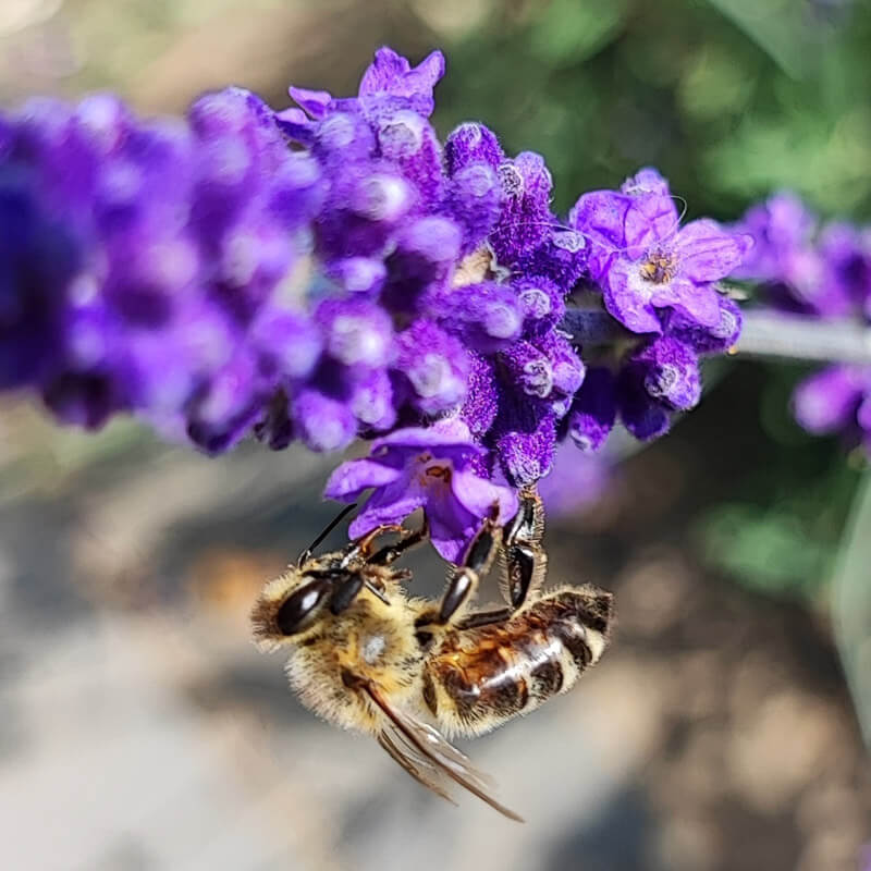 Abeja sobre flor