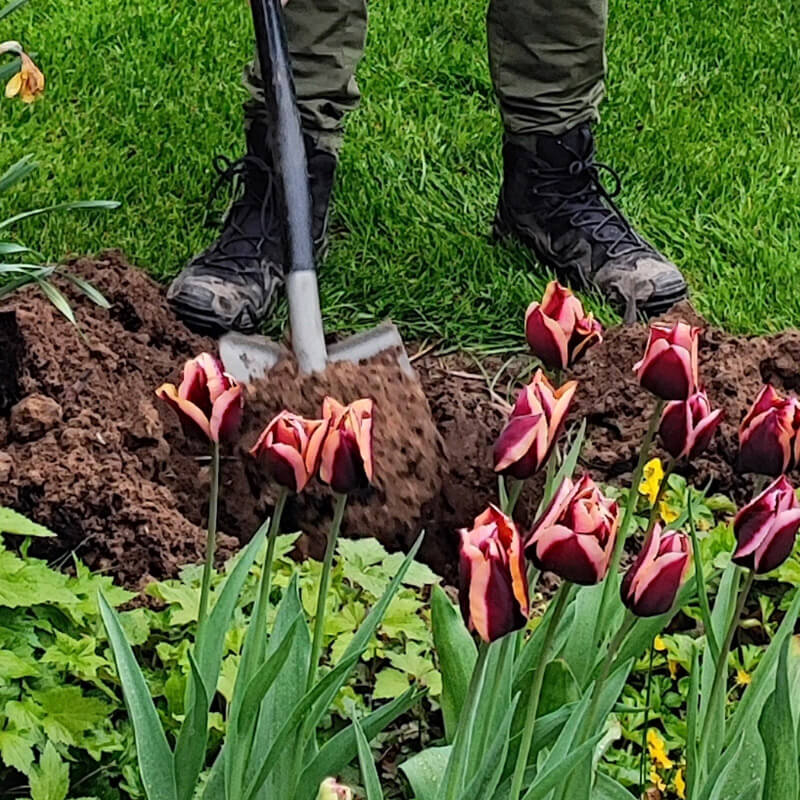 Preparazione del terreno