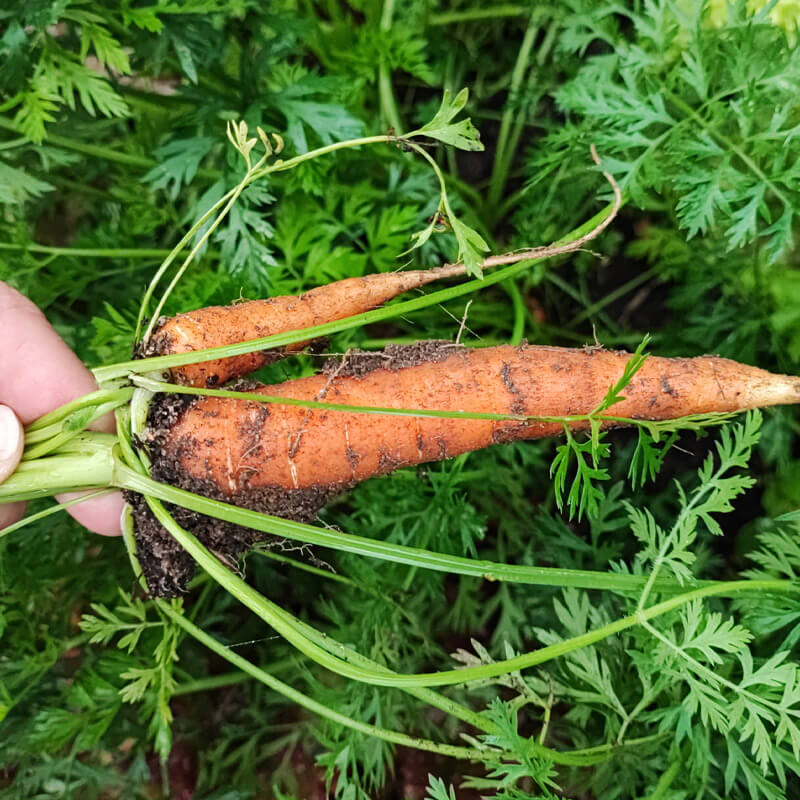 Zanahorias