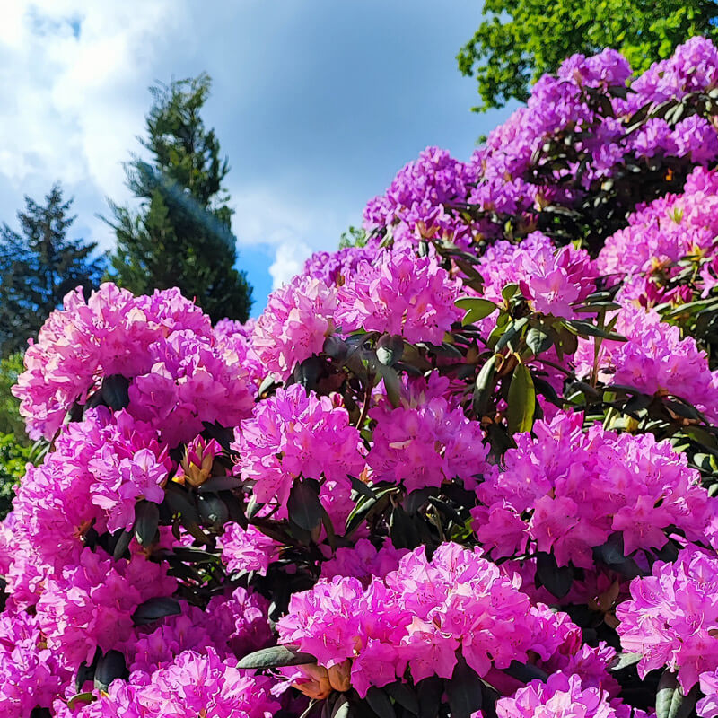 Rhododendron