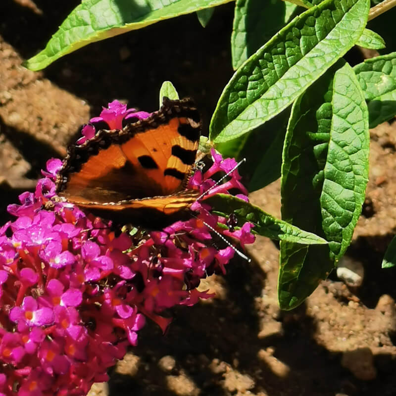 Mariposa sobre flor