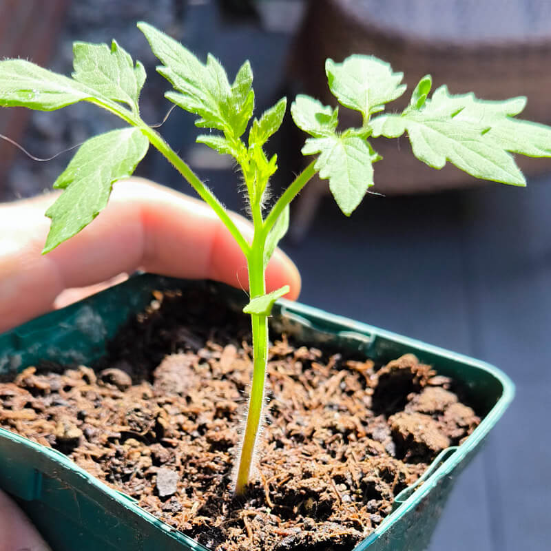 Plante de tomate