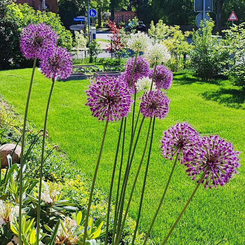 Ornamental leeks