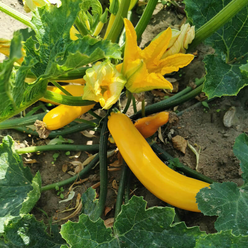 Courgettes